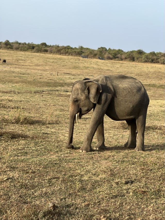 Elephant at Safari - Udawalawe national park